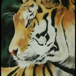 Pastel tendre- Tigre - 50 x 65 cm