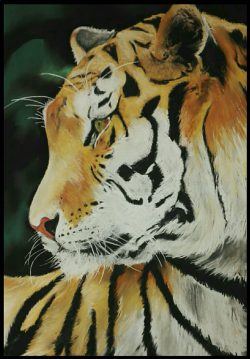 Pastel tendre- Tigre - 50 x 65 cm